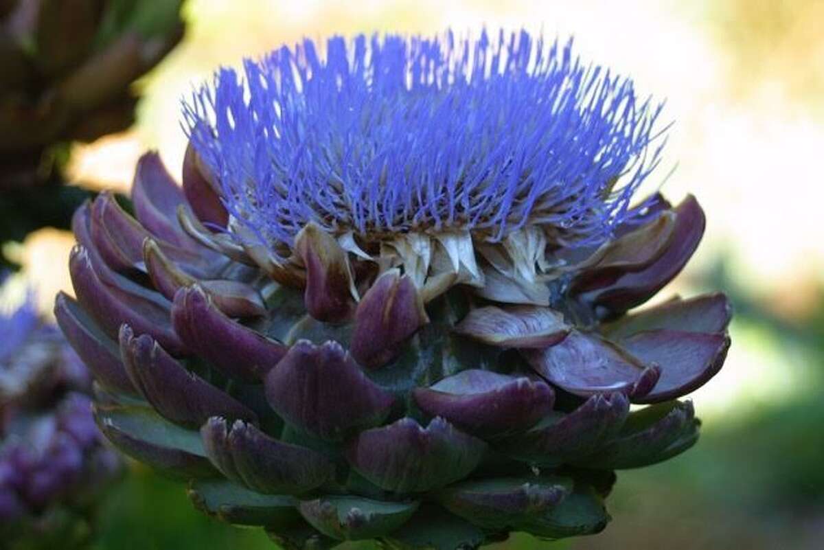 30 plants perfect for the Bay Area spring