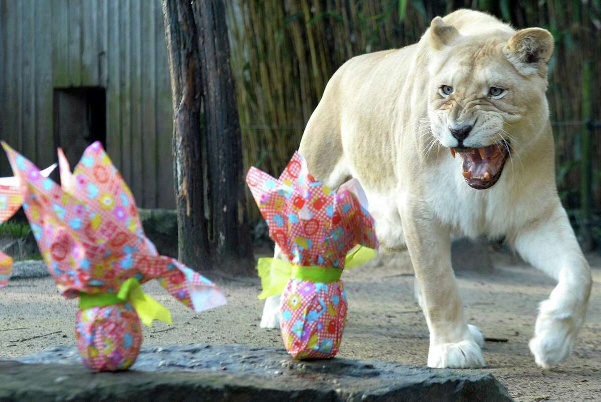 French zoo animals open Easter gifts