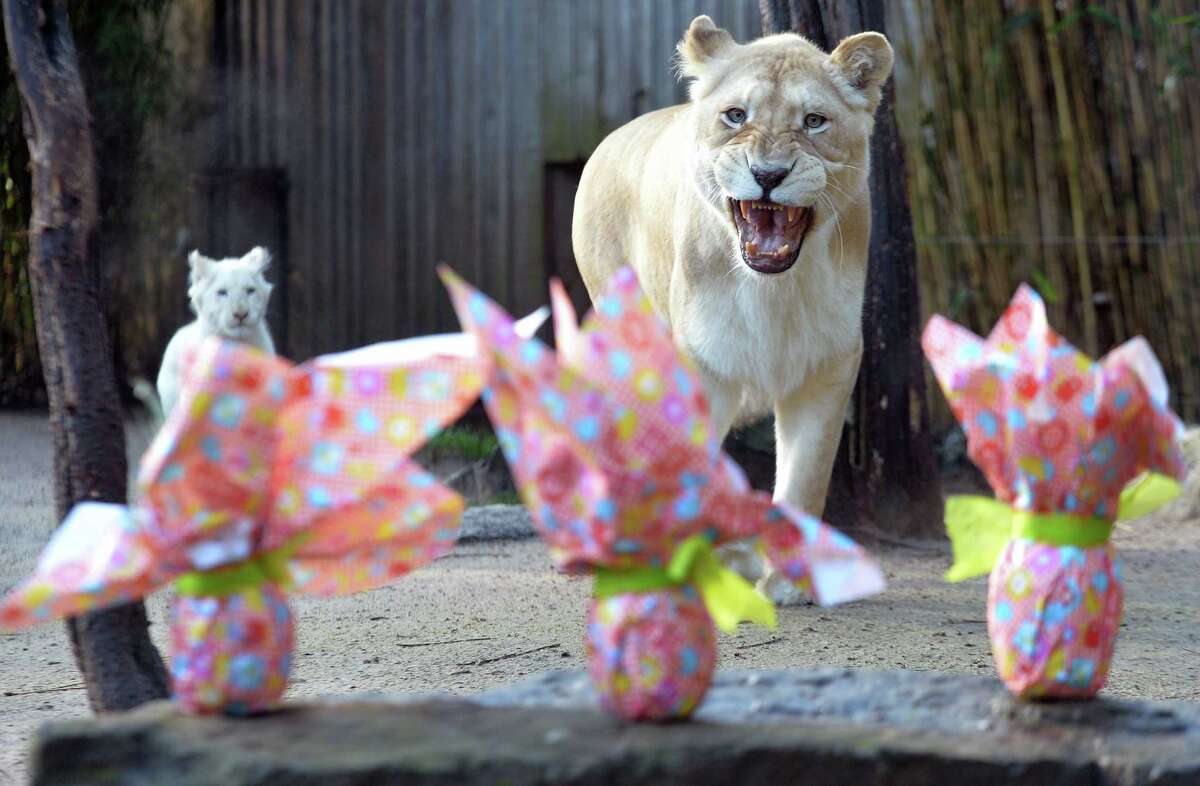 French zoo animals open Easter gifts