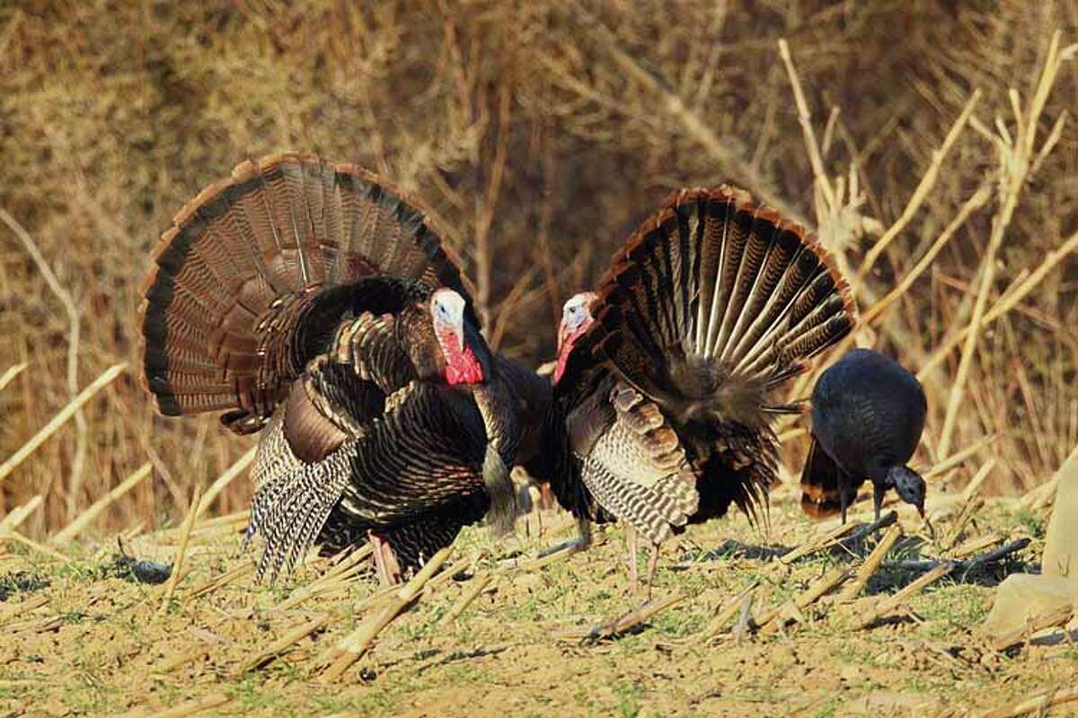 State offers training for new turkey hunters Saturday