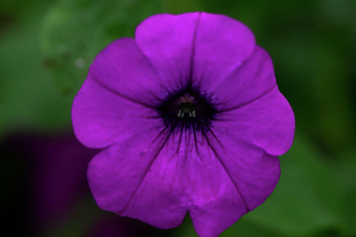 Top 15 plants to grow and show in SETX