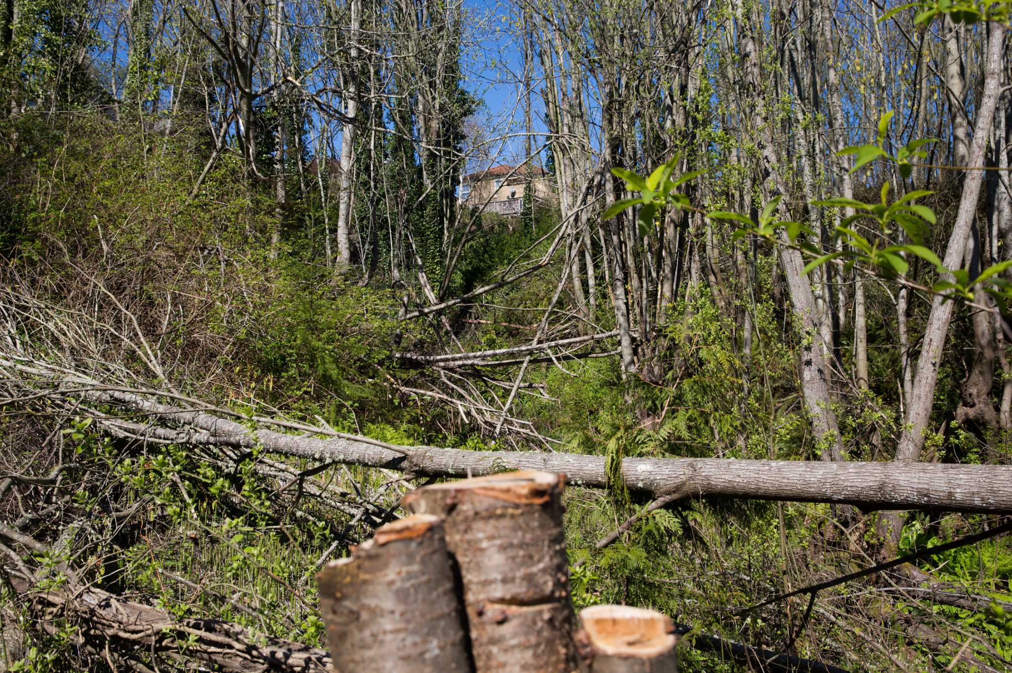 City seeks $1.6 million in fines, damages for illegal West Seattle tree ...