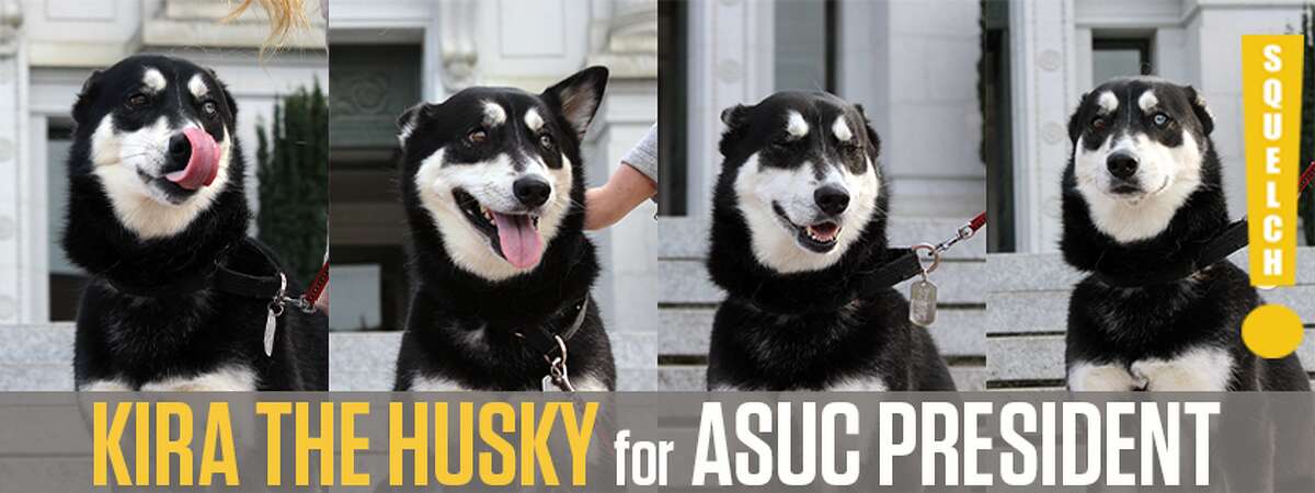 Kira the husky is running for ASUC president at UC Berkeley.