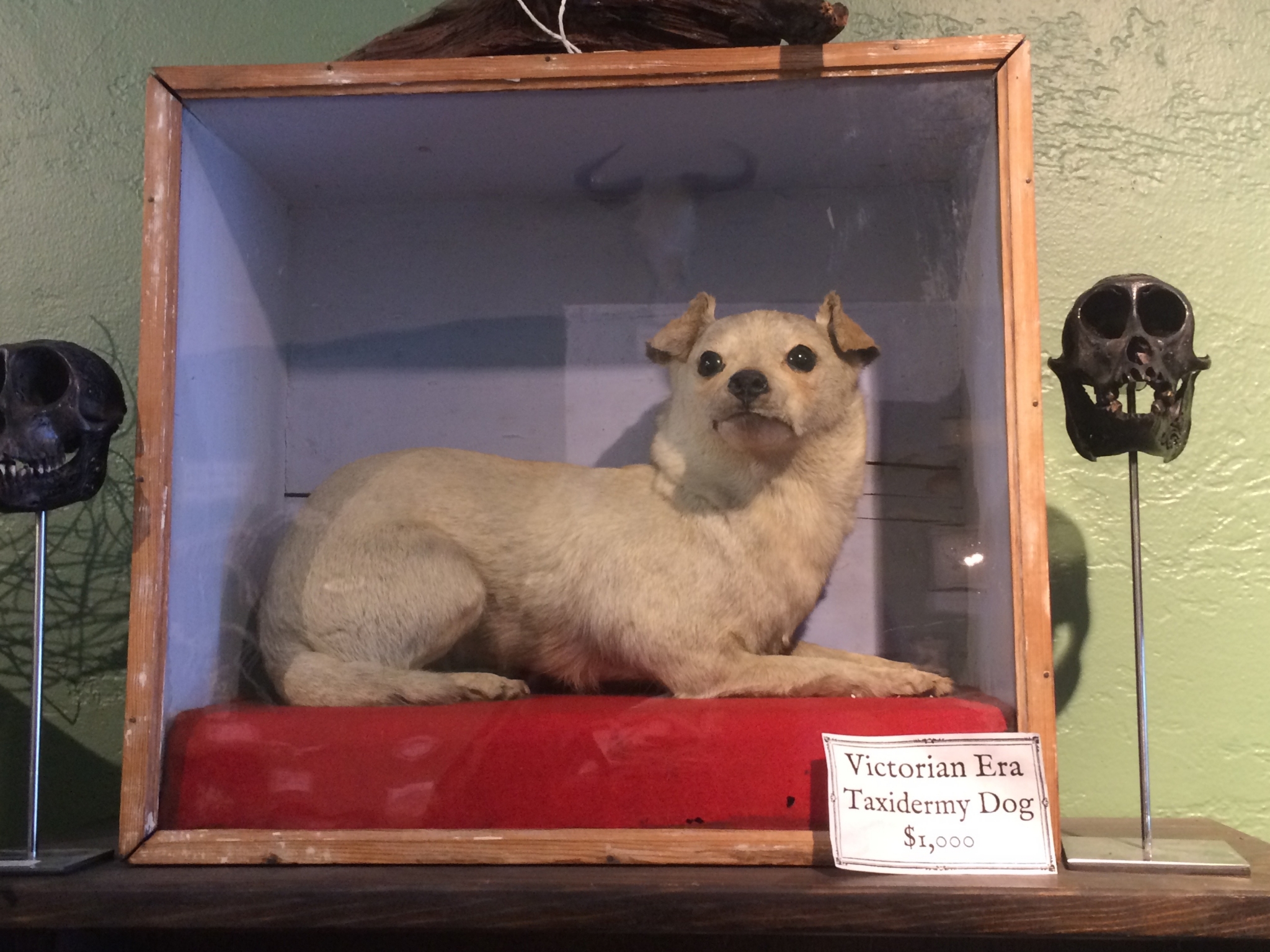 The Bone Room in Berkeley is closing its doors