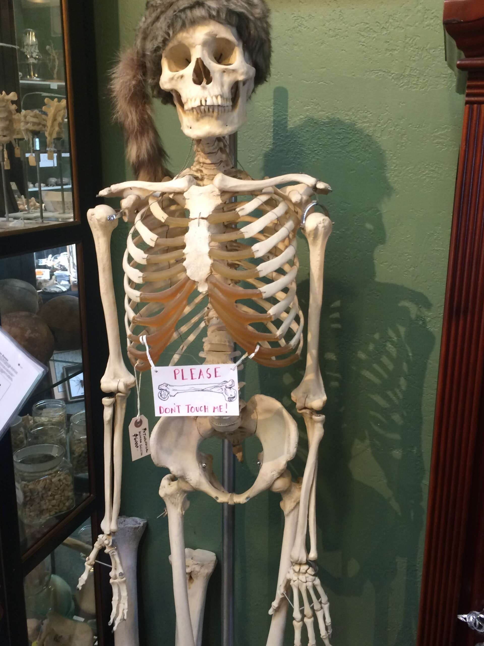 The Bone Room in Berkeley is closing its doors