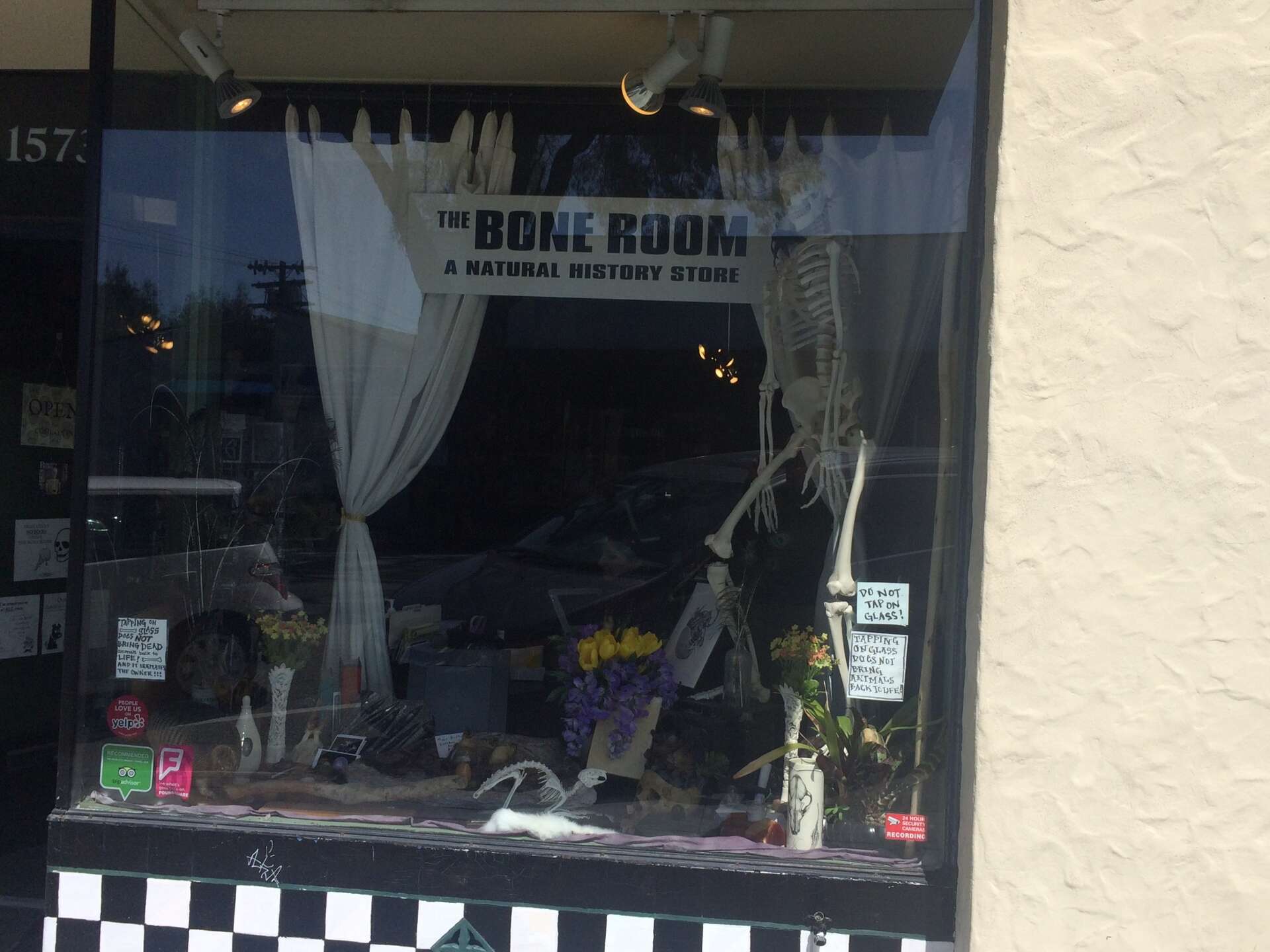 The Bone Room in Berkeley is closing its doors