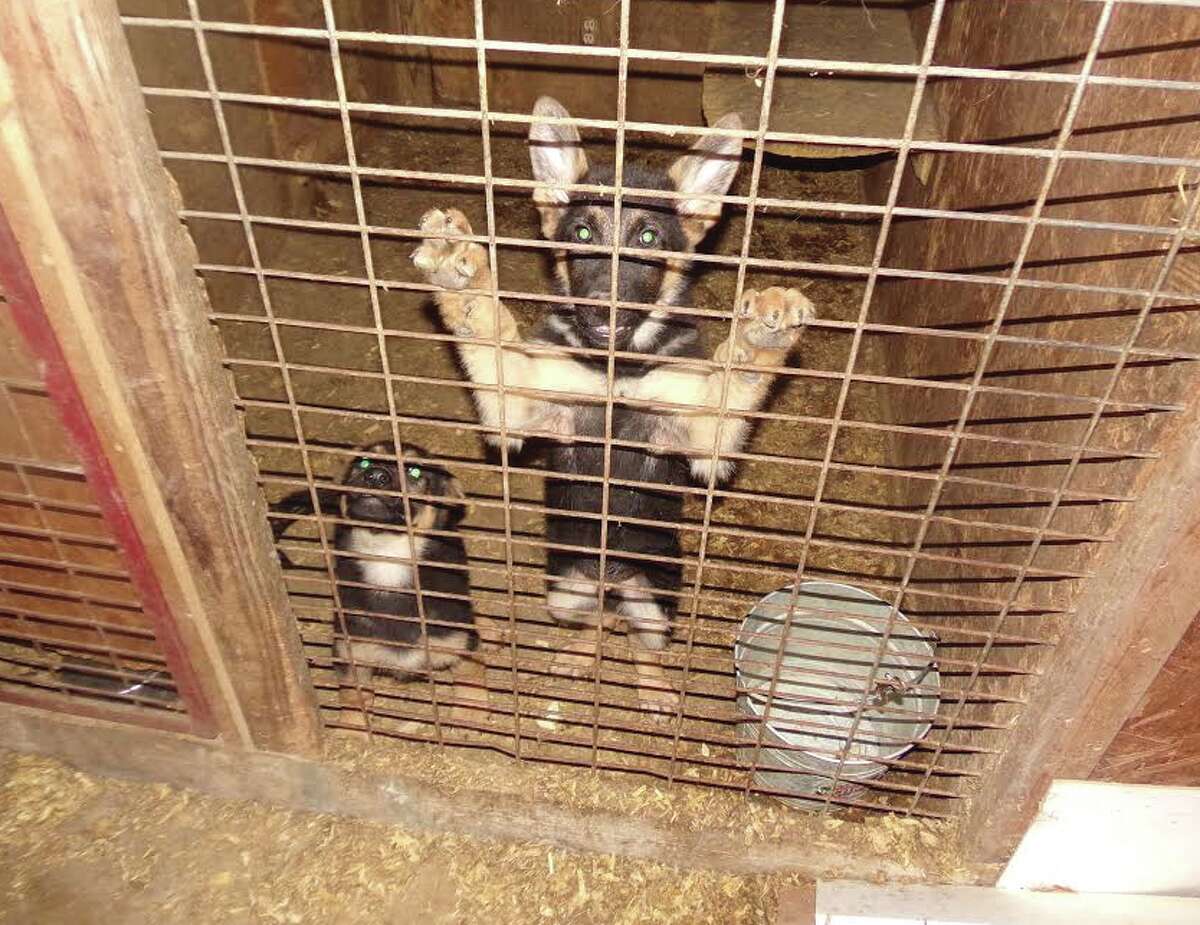 craigslist fort worth puppies