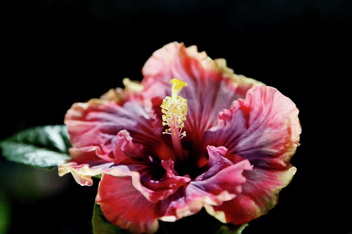 Dazzled by colorful hibiscus