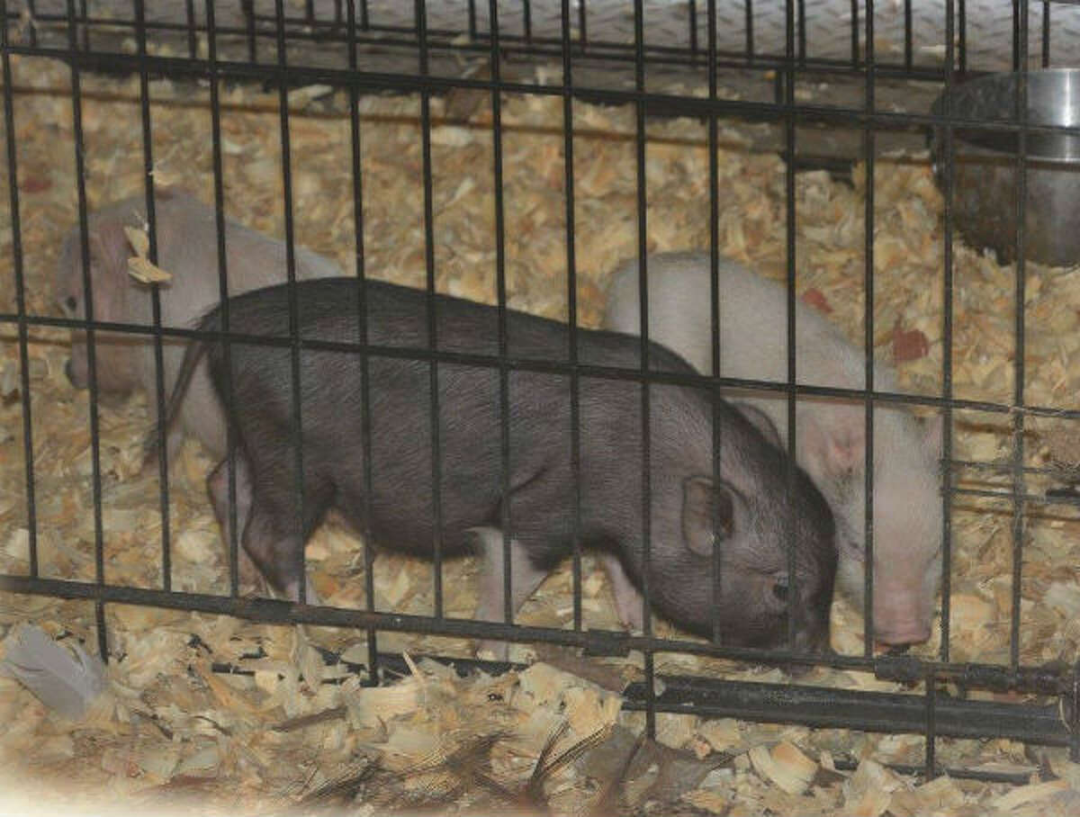 feed store for animals near me