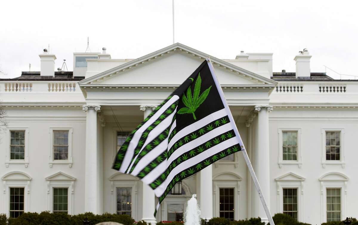 A demonstrator waves a flag with marijuana leaves on it during a protest calling for the legalization of marijuana outside of the White House, in Washington, Saturday, April 2, 2016. During the rally protesters demanded President Obama use his authority to stop marijuana arrests and pardon offenders. ( AP Photo/Jose Luis Magana)