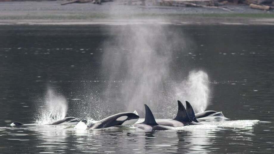 Transient or Bigg's killer whales in Saratoga Passage off Whidbey Island.
