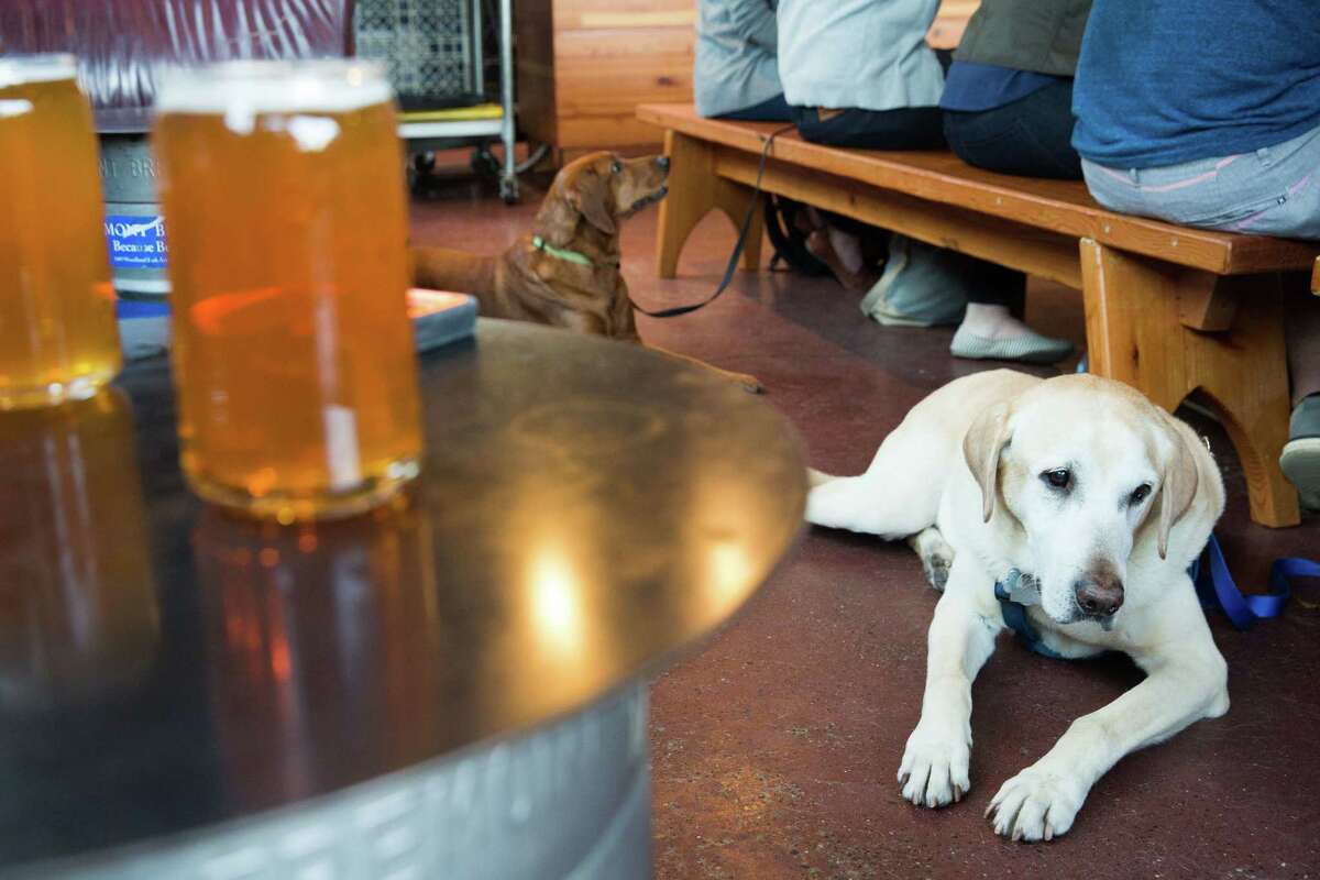 Seattle's best dogfriendly bars, restaurants and cafes