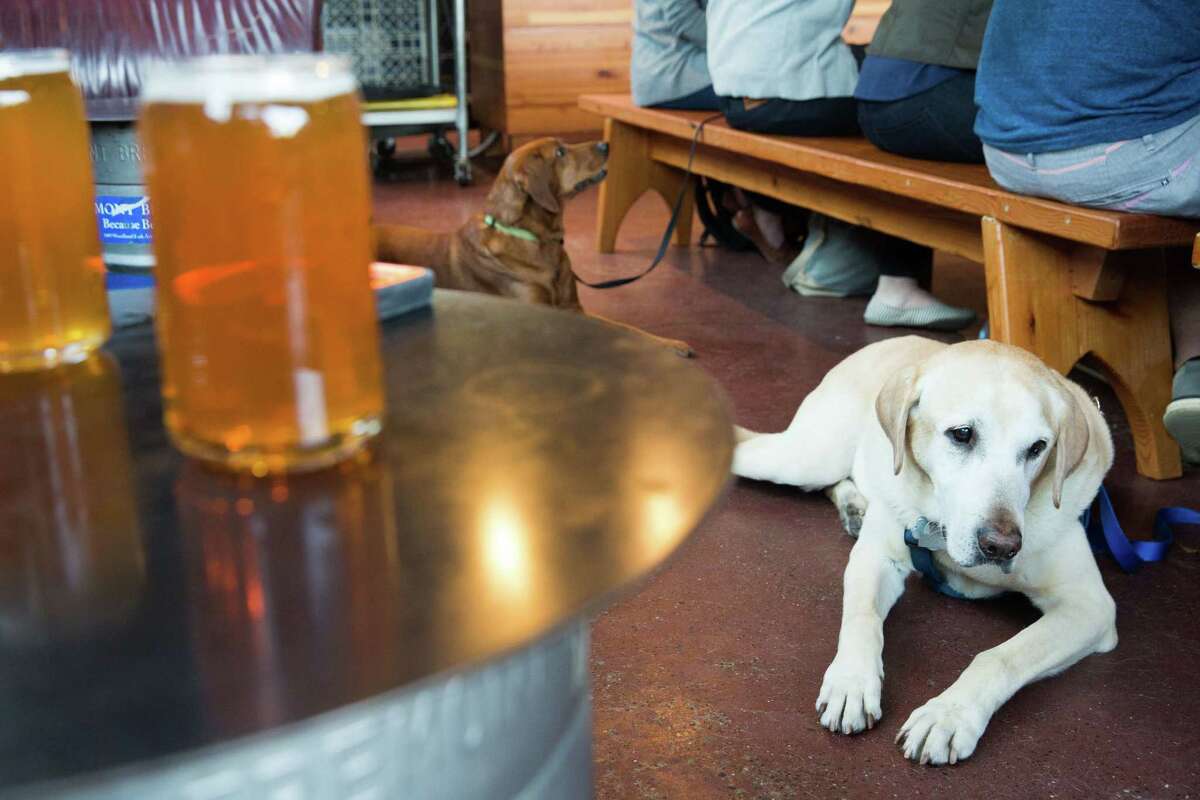 Murphy, front, and his girlfriend, Nora, keep their people company at Fremont Brewing.