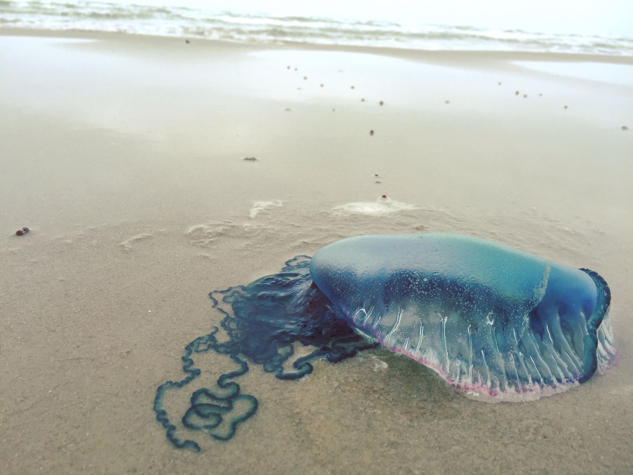 Some beautiful (and sometimes scary) things have washed up on Padre Island  National Seashore lately