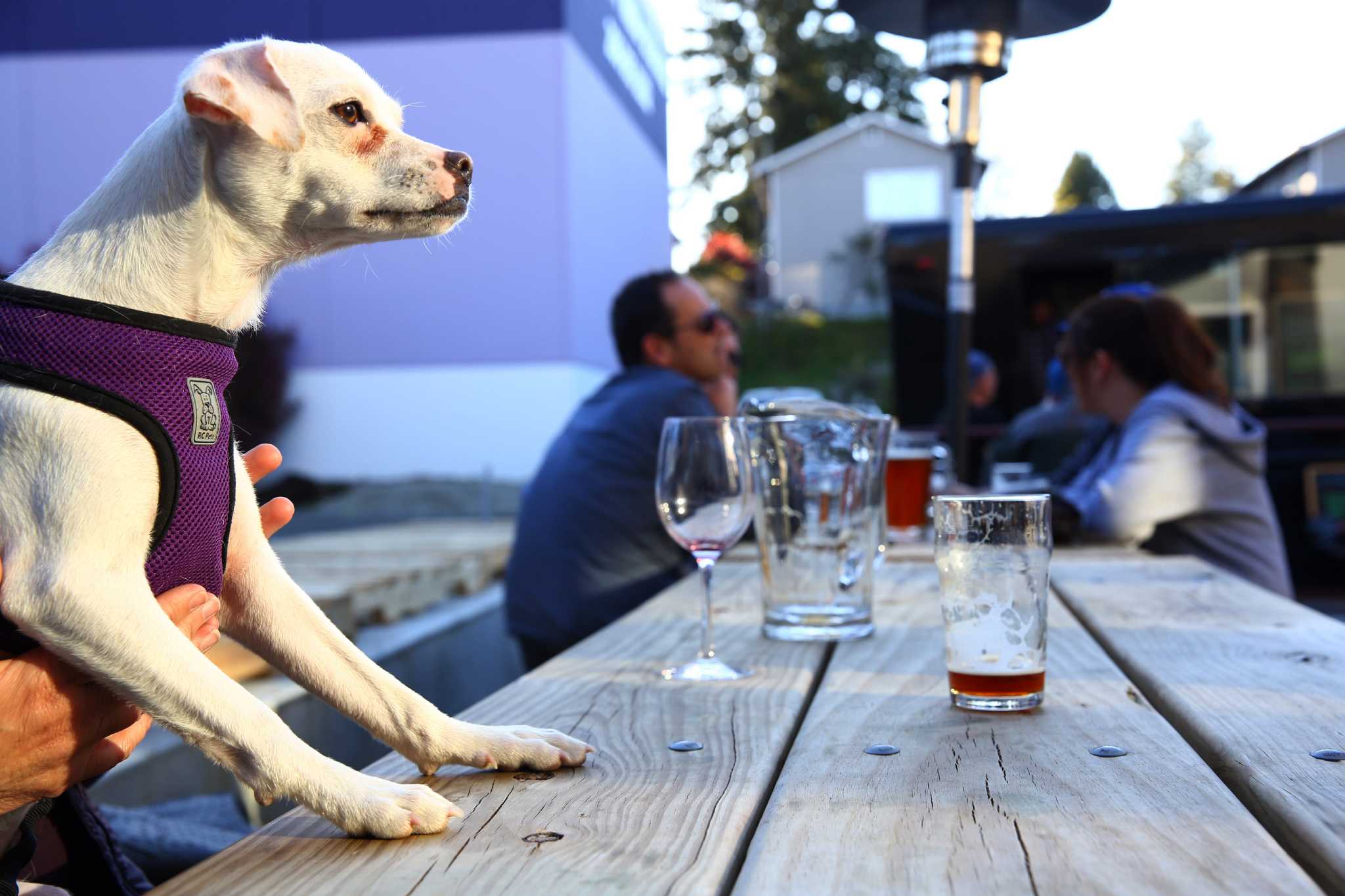 yelpers-share-their-favorite-dog-friendly-seattle-bars-and-restaurants