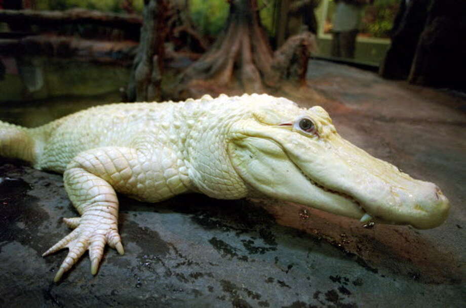 Houston Zoo's white alligator Blanco retiring from zoo life Houston