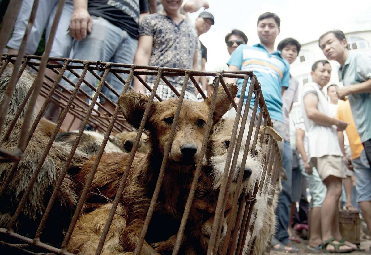 FILE - In this June 21, 2015, file photo, dogs in cages are sold by vendors at a market during a dog meat festival in Yulin in south China's Guangxi Zhuang Autonomous Region. Animal rights activists on Monday, April 4, 2016, are seeking to shut down an annual summer dog meat festival in southern China blamed for blackening the country's international reputation as well as fueling extreme cruelty to canines and unhygienic food handling practices. (Chinatopix via AP, File) CHINA OUT