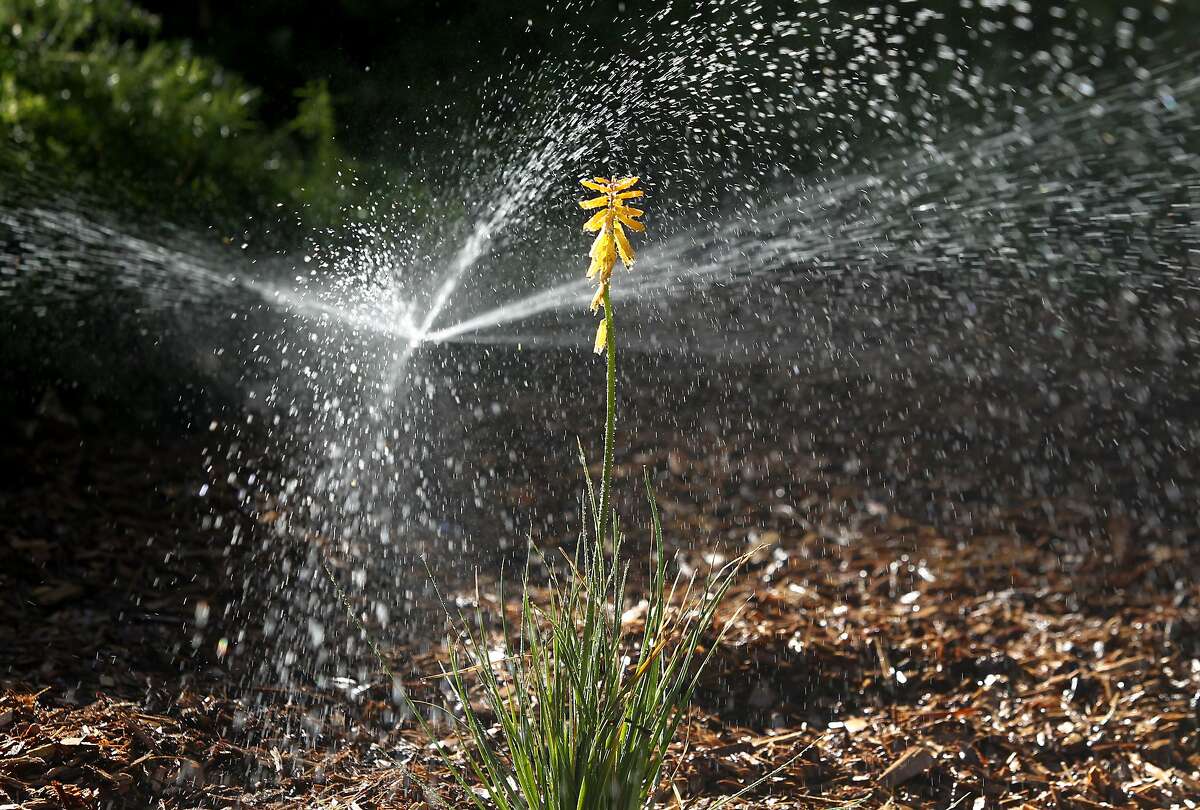 A high efficiency sprinkler waters a drought resistent sustainable garden, including red-hot poker plants (center), in Concord, Calif. on Friday, Oct. 30, 2015. The Cowell Homeowners Association has been able to dramatically reduce its water use while maintaining its landscaping using an effective water management program.