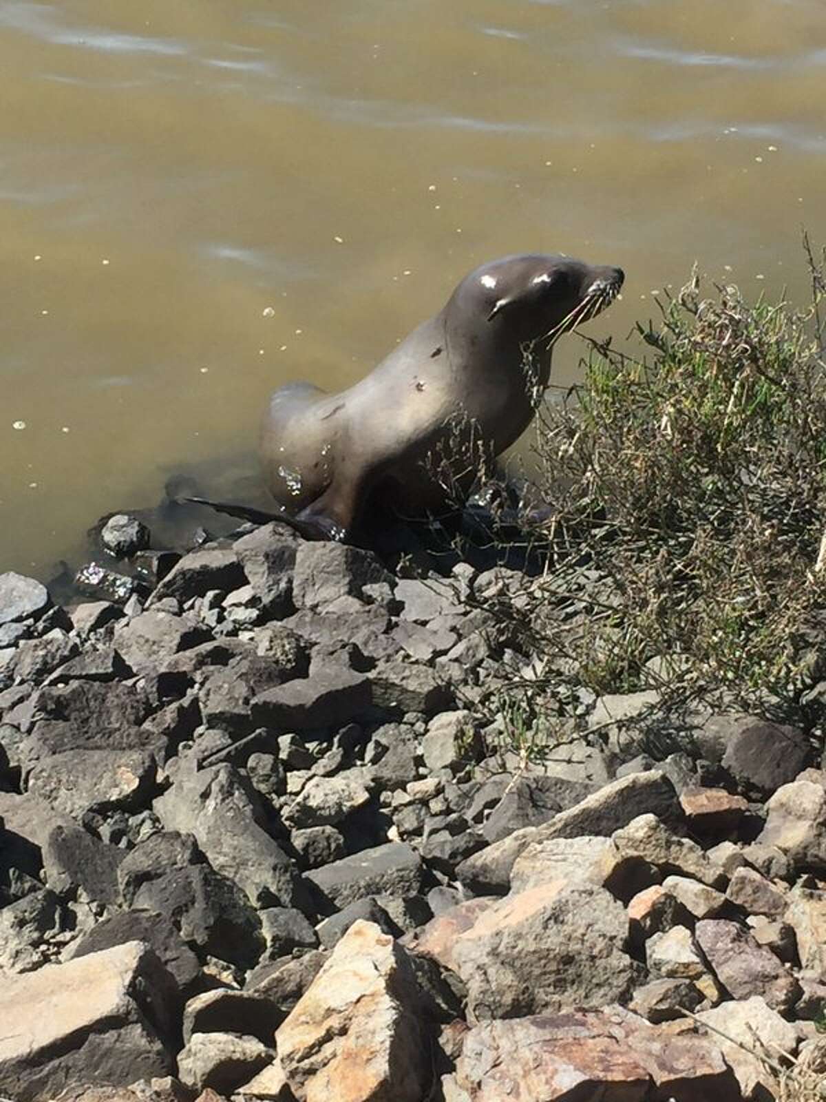 School Daze, the sea lion, wandered onto Highway 37 in Sonoma County on Monday morning.