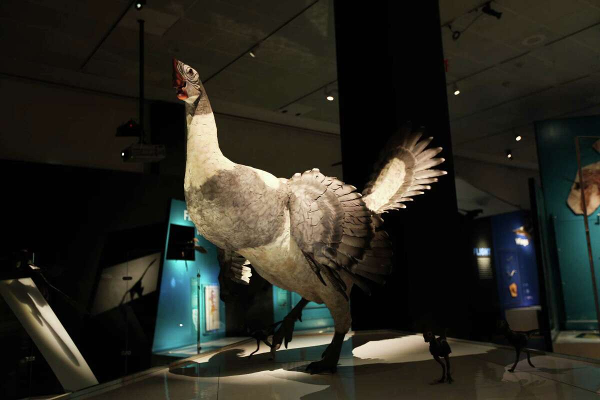 A model of a Citipati, a chickenlike genus of dinosaur, seems to squawk at “Dinosaurs Among Us,” a new exhibit at the American Museum of Natural History, in New York. The compact exhibit presents visual evidence via reconstructions, fossil records and interactive displays of the links between avian dinosaurs and the bird species of today.