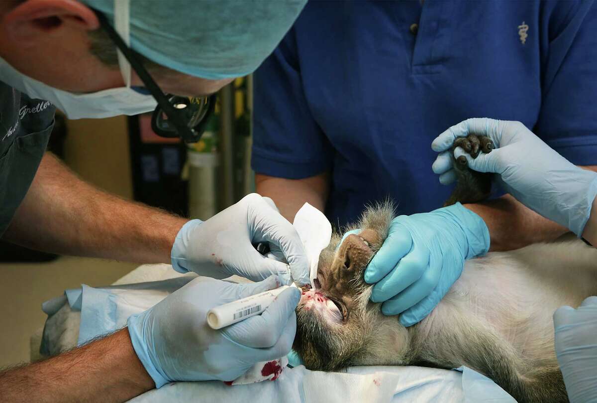 Veterinary eye specialists focus on more than domestic pets