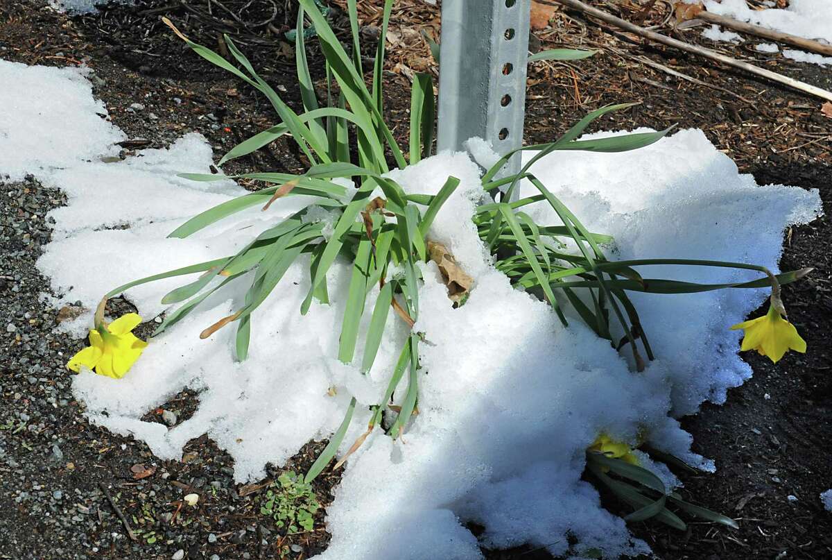 Wilted flowers half covered with snow are seen on Tuesday, April 5, 2016 in Wynantskill, N.Y. (Lori Van Buren / Times Union)