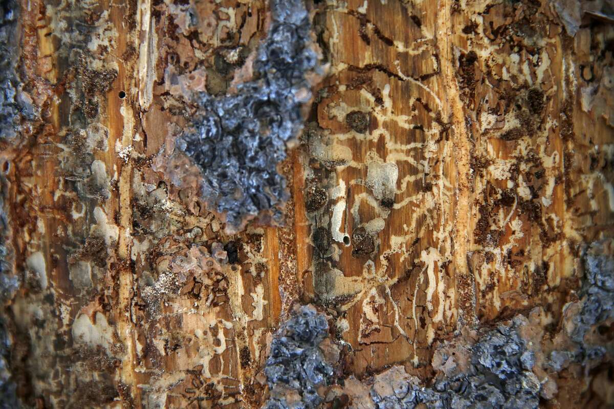 The paths carved by adult and larvae bark beetles (called galleries) can be seen after the bark is shaved off an affected pine tree March 27, 2015 in Norden, Calif. Pine trees across the state have been dying off by the thousands due to pine beetles that take advantage of their drought-stressed bodies. The small groupings and vast swaths of dead trees create an especially dangerous fire hazard in already parched conditions. The worst-hit area is in Southern California but the beetles and subsequent pine tree deaths are creeping North, with experts warning that the situation is on track to worsen.