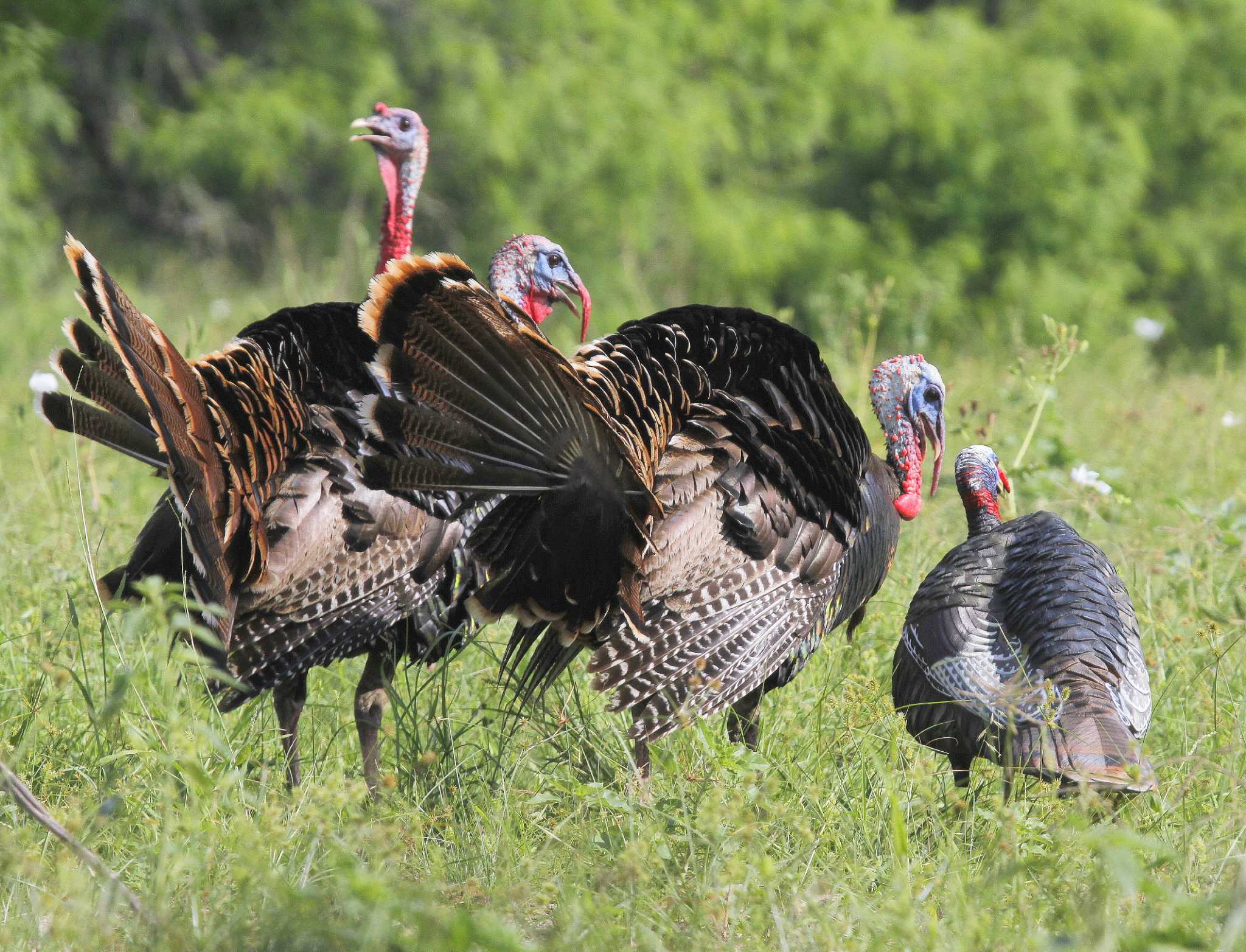 Jakes, hens complicate turkey season Houston Chronicle