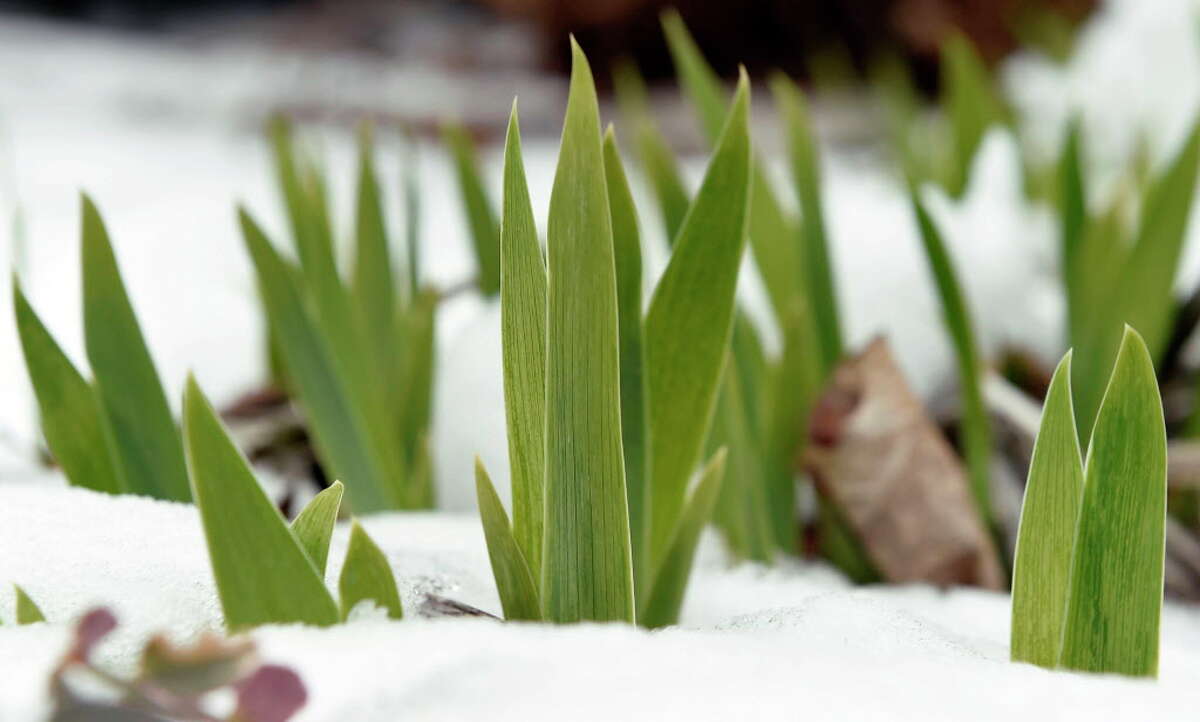 Irises halt their growth following the spring snow and cold on Wednesday, April 6, 2016, in Clifton Park, N.Y. (Cindy Schultz / Times Union)
