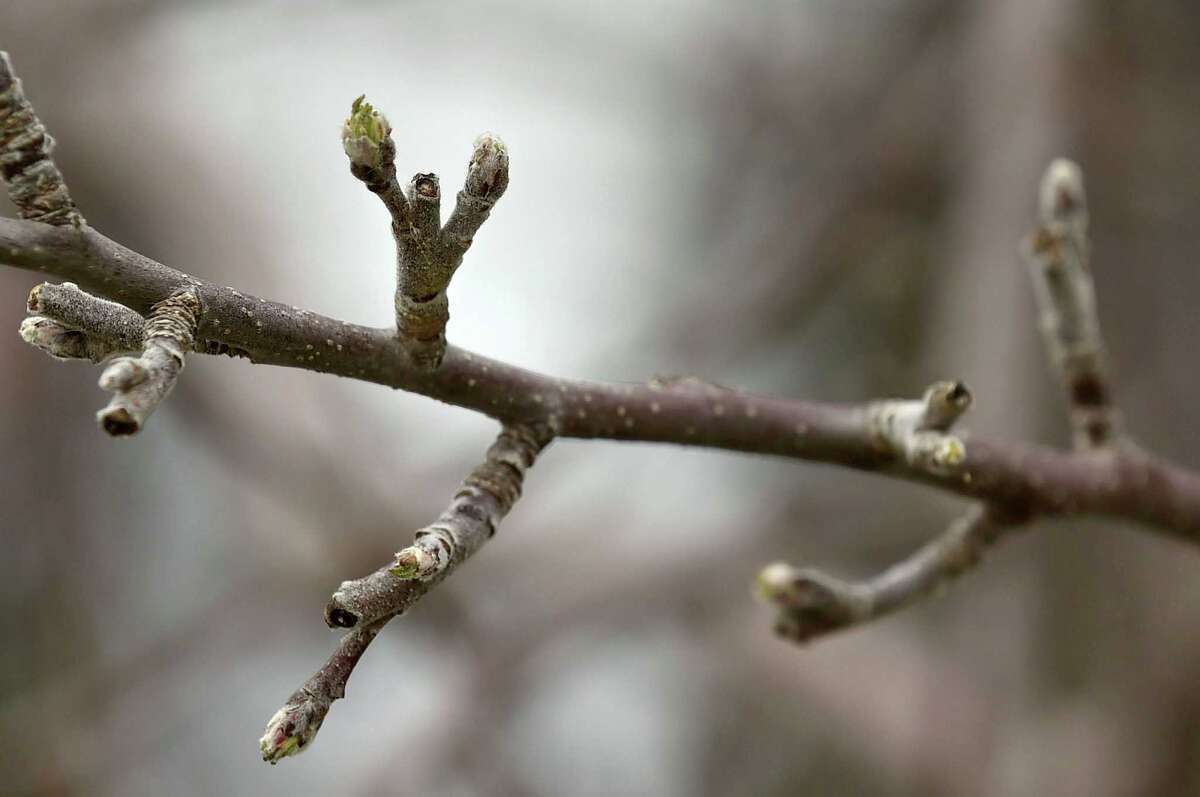 Apple growers give buds medicinal comfort after frost