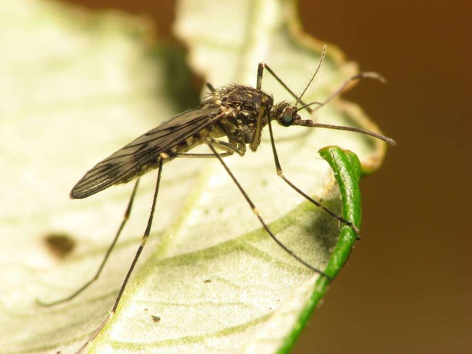 West Nile virus cases have been confirmed in Stanislaus County, near Modesto. A dead bird who contracted the disease was found in Ripon and mosquito samples taken in Stanislaus County have tested positive for the virus. Photo: File Photo