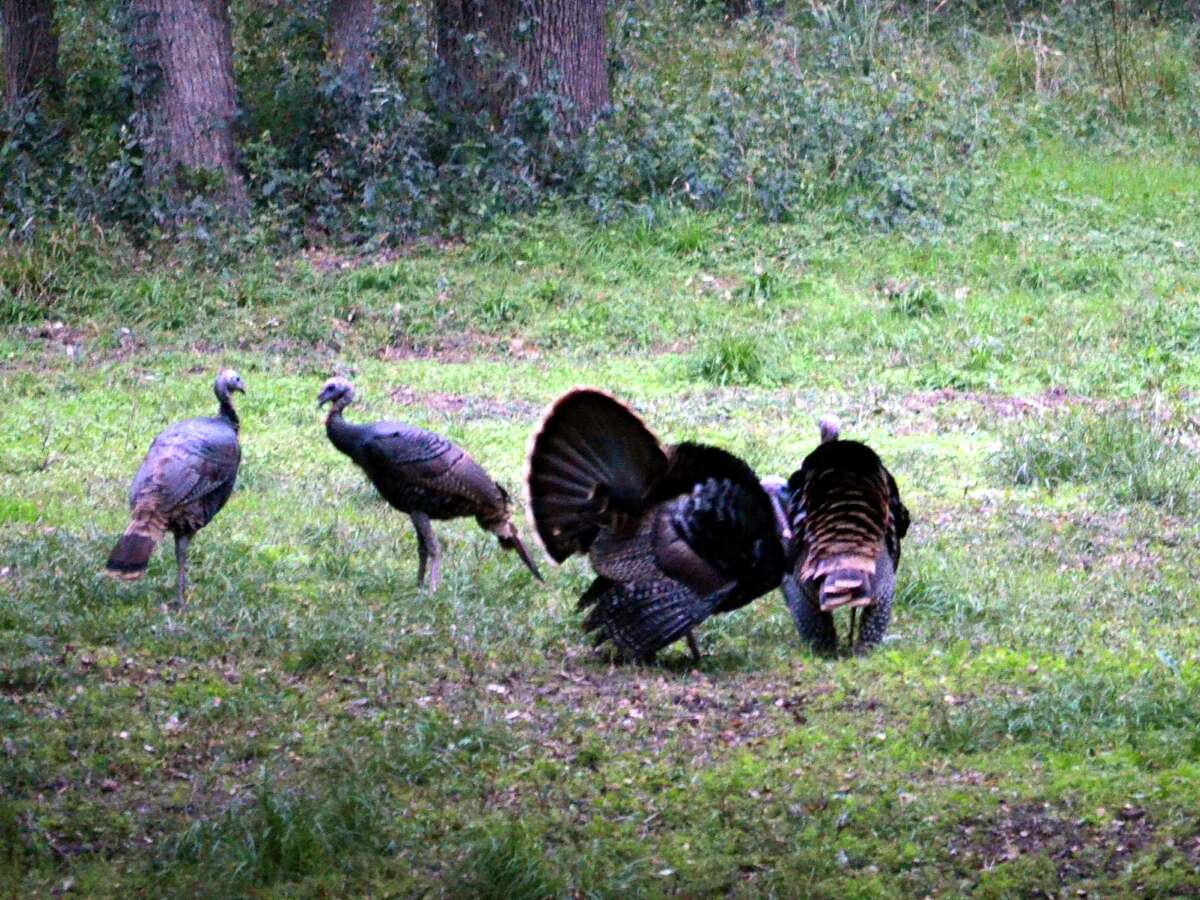 It’s turkey time in South Texas