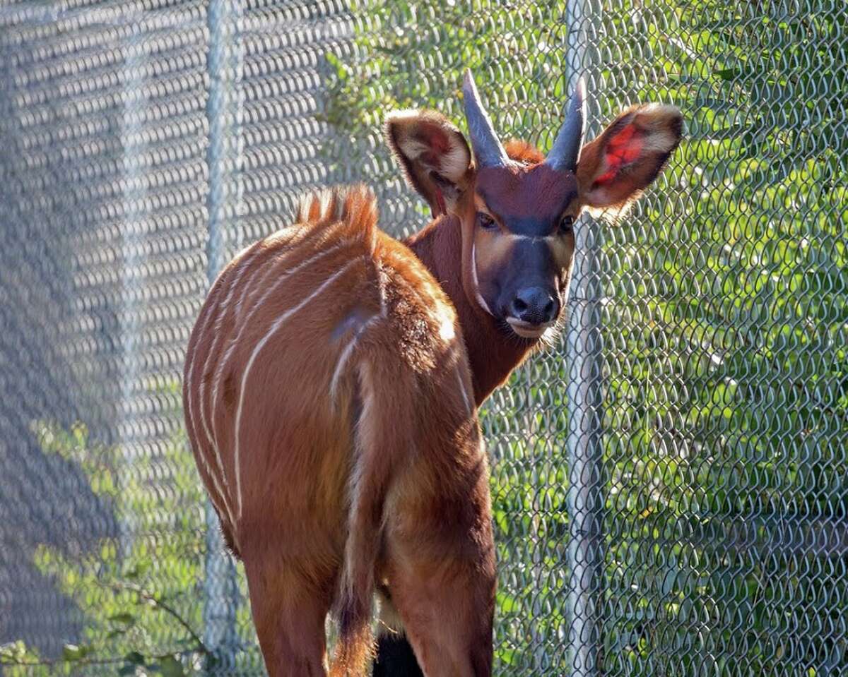 Meet the San Francisco Zoo's five animals named for Giants players