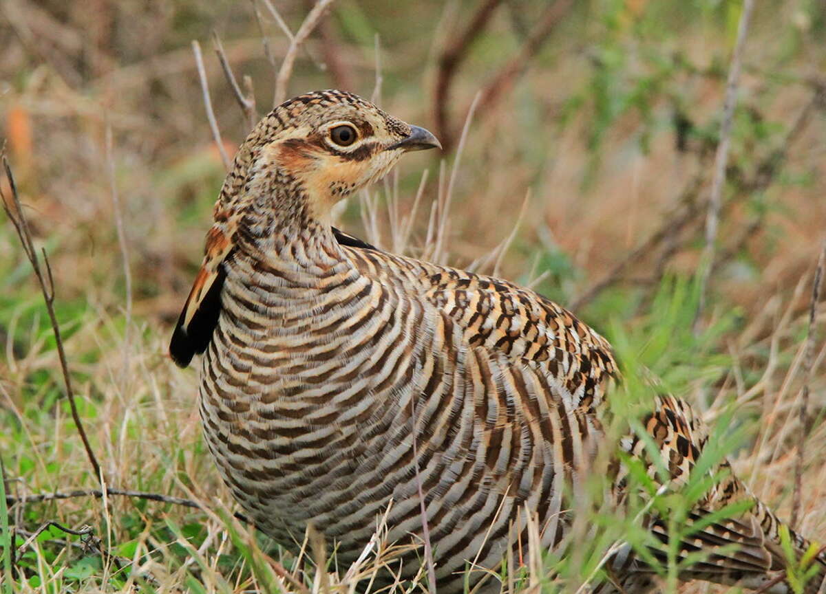 Attwater's Prairie Chicken Festival gets things 'booming'