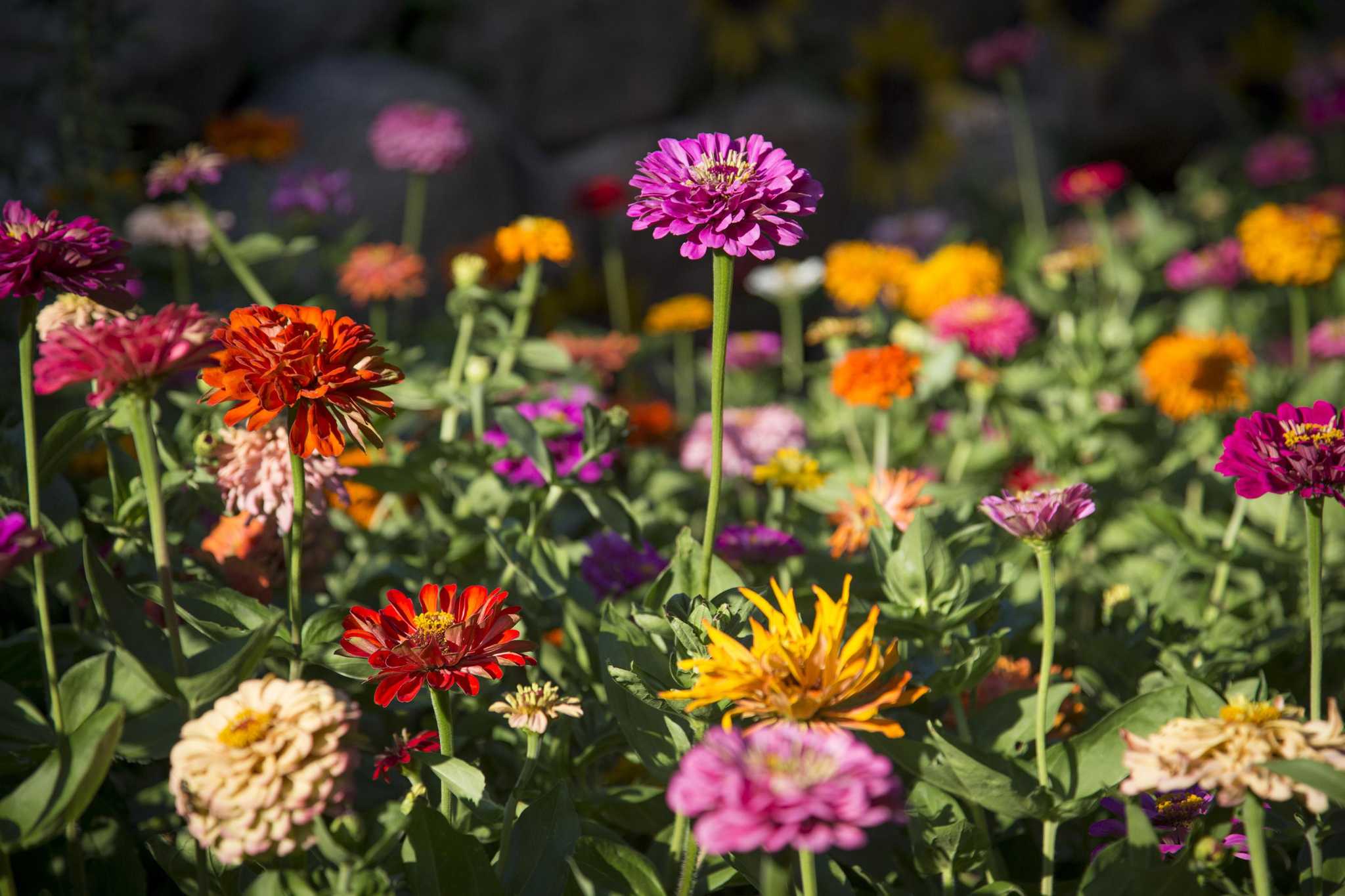Start planting now for summer color