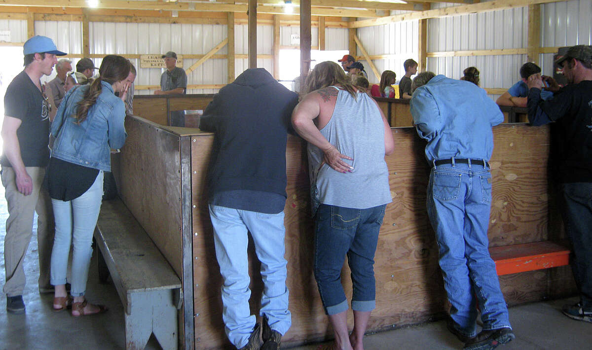Experiencing smalltown Oklahoma's rattlesnake roundups
