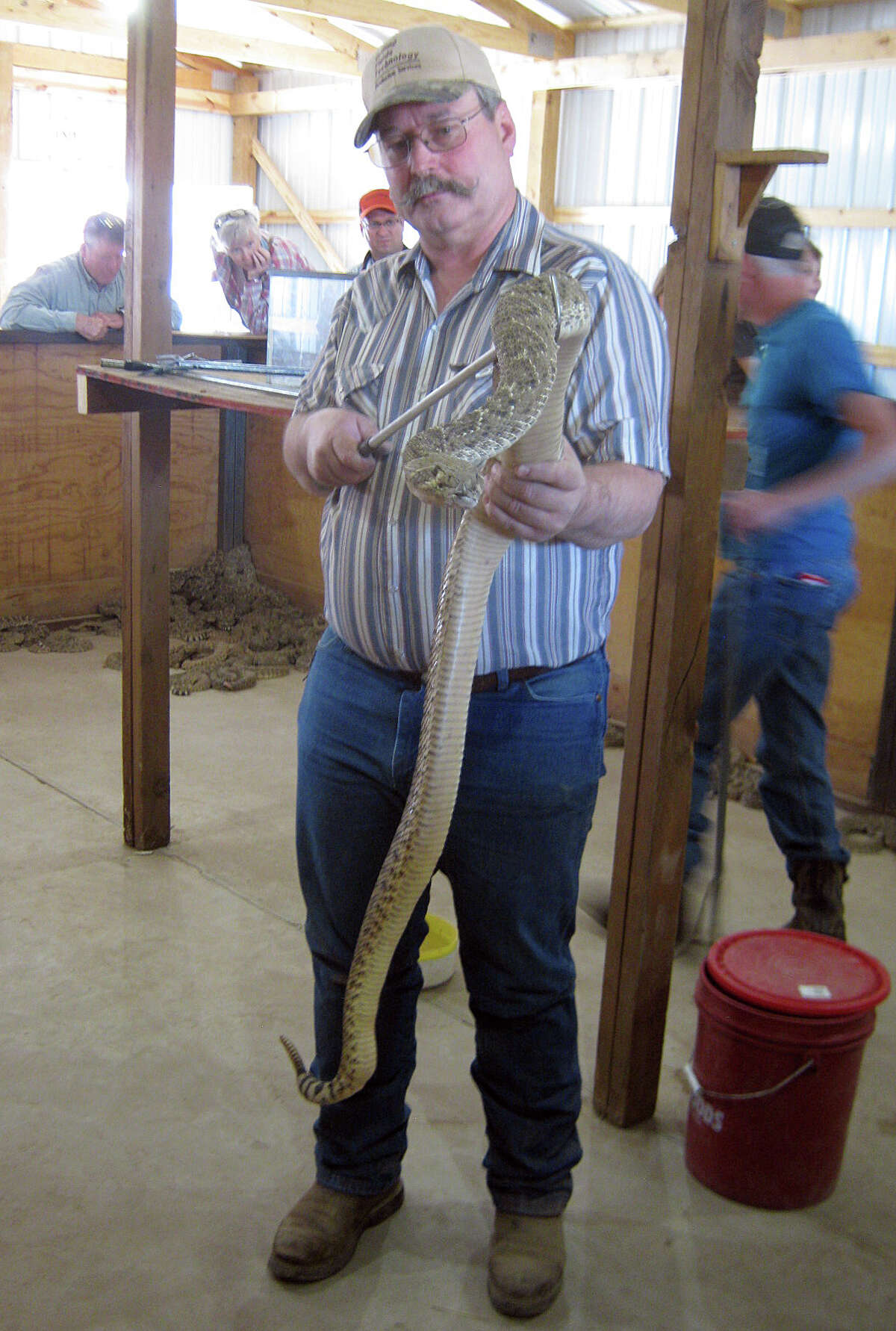 Experiencing smalltown Oklahoma's rattlesnake roundups