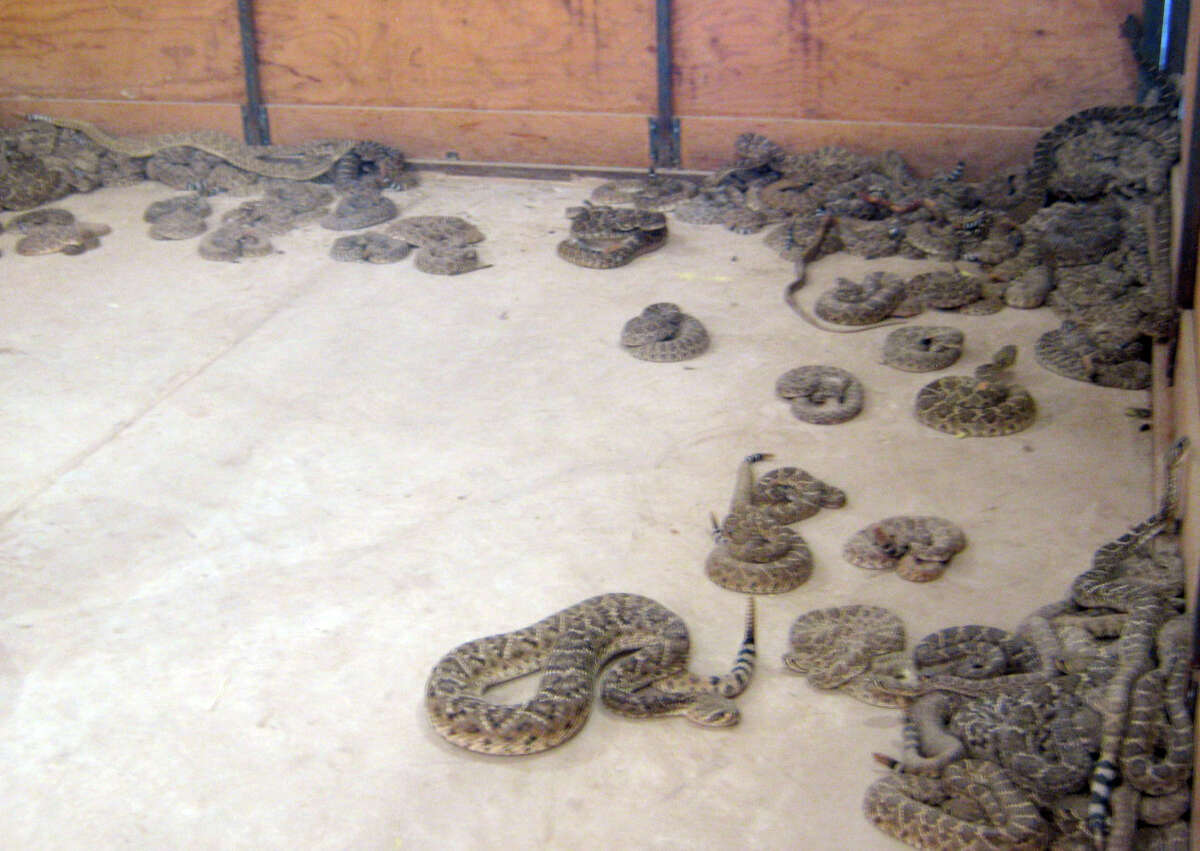 Experiencing smalltown Oklahoma's rattlesnake roundups