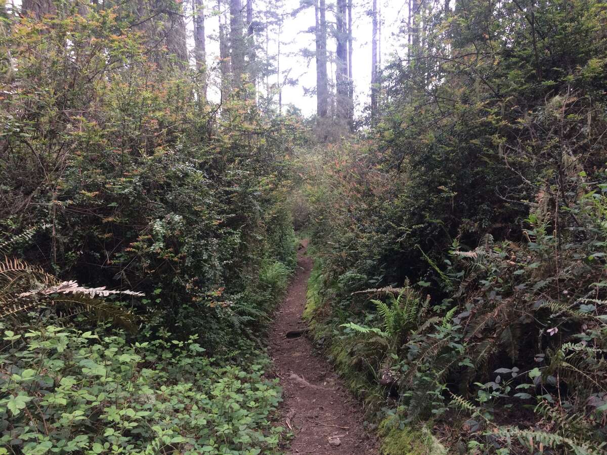 A Point Reyes trail without any crowds