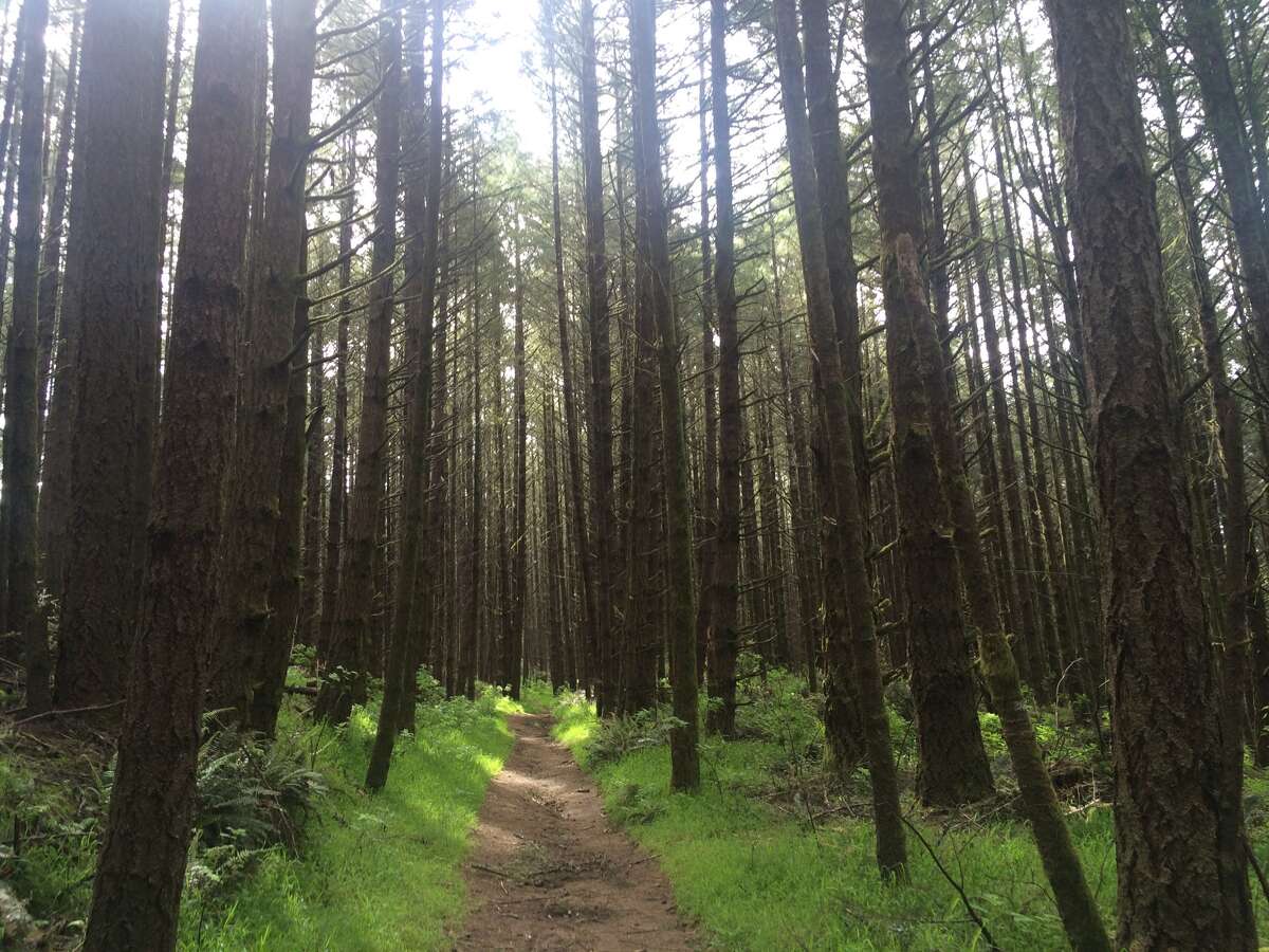 A Point Reyes trail without any crowds