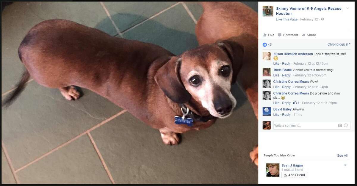 Houston dachshund known as fat Vincent is now ‘skinny Vinnie’ after