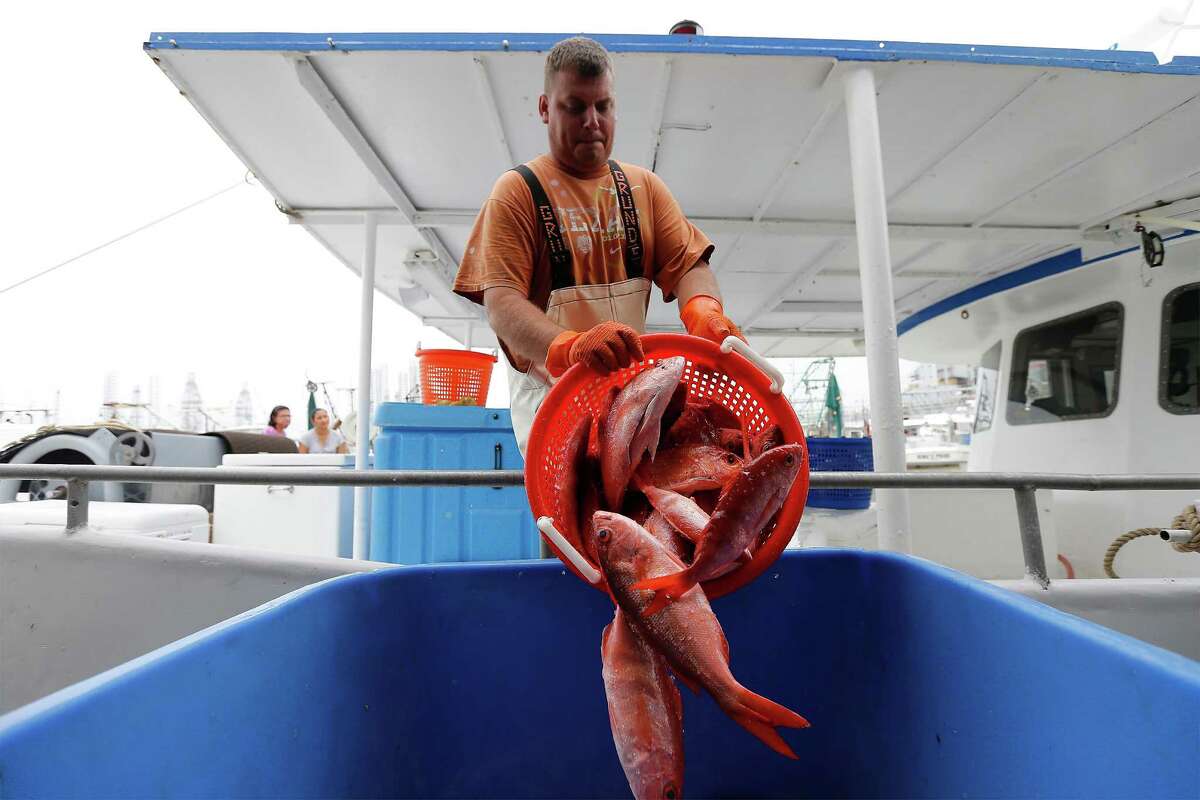 Garrett King, a deckhand on the commercial fishing boat Alice Mae, pours one of many baskets of Vermilion snapper from the ship's storage into a larger bin to have weighed on Thursday, Mar. 31, 2016. The boat was dropping off it's catch at Katie's Seafood Market located in Galveston, Texas. Commercial fishing boats like the Alice Mae and its operators are facing challenging times since the National Oceanic and Atmospheric Administration (NOAA), for the first time, issued regulations allowing industrial aquaculture in the ocean and especially in the Gulf of Mexico. Fish farming has been controversial and under study for years. Fish farms can have huge floating net cages beyond 3 miles offshore. Recently, a suit was filed in U.S. District Court in Eastern Louisiana to stop it. Two are fishing organizations in Texas, in the Galveston area. Worries are several: One is the economic impact of big outfits taking up to 64 million pounds of fish annually out of the Gulf. Another has to do with the environmental impacts of farming the ocean, including the various chemicals used to protect the fingerlings. There?’s also concern about escaped fish and genetic impacts; plaintiffs say there have been thousands of escapes from shore-side pens. On the other hand, factory trawlers are fast depleting the ocean. (Kin Man Hui/San Antonio Express-News)