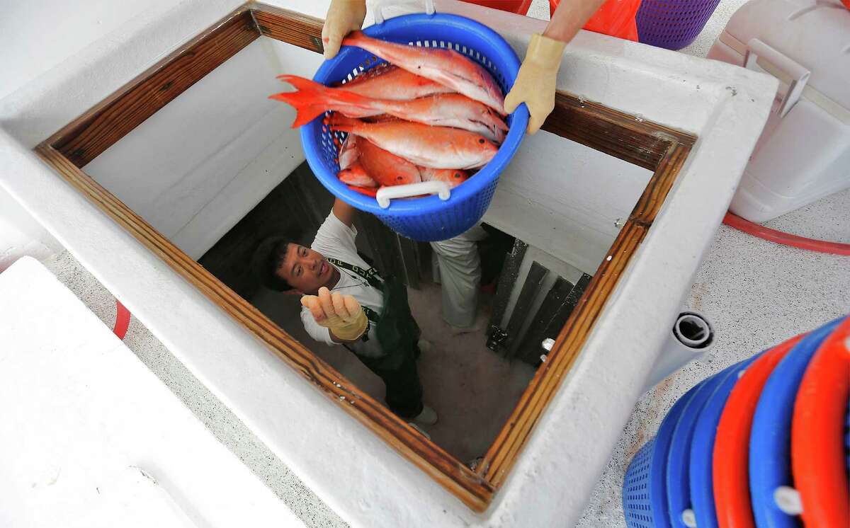 A deckhand on the commercial fishing boat Alice Mae named Darvin (no last name given) hands off one of many baskets of Vermilion snapper from the ship's storage on Thursday, Mar. 31, 2016. The boat was dropping off it's catch at Katie's Seafood Market located in Galveston, Texas. Commercial fishing boats like the Alice Mae and its operators are facing challenging times since the National Oceanic and Atmospheric Administration (NOAA), for the first time, issued regulations allowing industrial aquaculture in the ocean and especially in the Gulf of Mexico. Fish farming has been controversial and under study for years. Fish farms can have huge floating net cages beyond 3 miles offshore. Recently, a suit was filed in U.S. District Court in Eastern Louisiana to stop it. Two are fishing organizations in Texas, in the Galveston area. Worries are several: One is the economic impact of big outfits taking up to 64 million pounds of fish annually out of the Gulf. Another has to do with the environmental impacts of farming the ocean, including the various chemicals used to protect the fingerlings. There?’s also concern about escaped fish and genetic impacts; plaintiffs say there have been thousands of escapes from shore-side pens. On the other hand, factory trawlers are fast depleting the ocean.(Kin Man Hui/San Antonio Express-News)