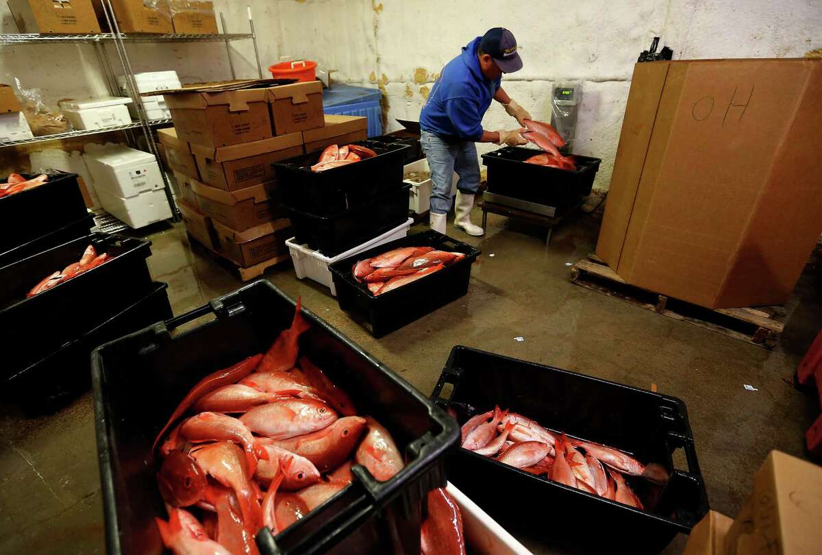 Katie's Seafood Market worker Reymundo Calvillo sorts out fish in the market's refrigeration room from a recent haul from Captain Billy Wright's commercial fishing boat, The Alice Mae, on Thursday, Mar. 31, 2016. Commercial fishing boats like the Alice Mae and operators like the Wrights are facing challenging times since the National Oceanic and Atmospheric Administration (NOAA), for the first time, issued regulations allowing industrial aquaculture in the ocean and especially in the Gulf of Mexico. Fish farming has been controversial and under study for years. Fish farms can have huge floating net cages beyond 3 miles offshore. Recently, a suit was filed in U.S. District Court in Eastern Louisiana to stop it. Two are fishing organizations in Texas, in the Galveston area. Worries are several: One is the economic impact of big outfits taking up to 64 million pounds of fish annually out of the Gulf. Another has to do with the environmental impacts of farming the ocean, including the various chemicals used to protect the fingerlings. There?’s also concern about escaped fish and genetic impacts; plaintiffs say there have been thousands of escapes from shore-side pens. On the other hand, factory trawlers are fast depleting the ocean.(Kin Man Hui/San Antonio Express-News)