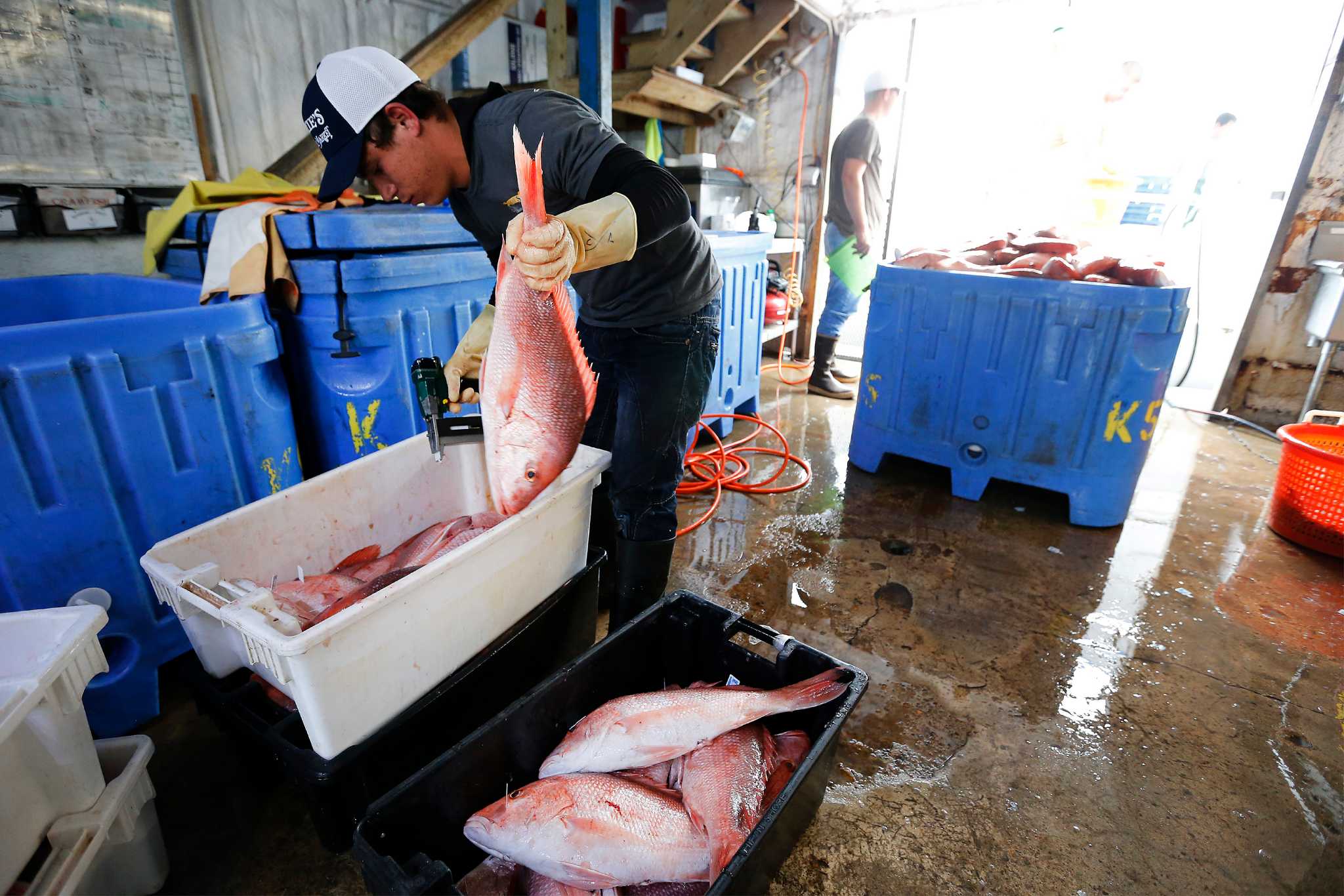 Feds open Gulf to fish farming, but opponents see big catch - Houston