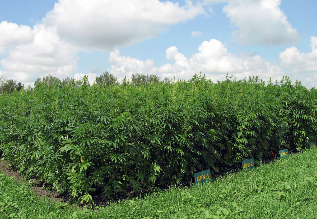 In this July 13, 2015 photo provided by North Dakota State University's Langdon Research Extension Center, industrial hemp is seen growing on a test plot near Langdon, N.D. A state Agriculture Department official is planning a trip north to get the seeds for North Dakota's first crop of industrial hemp. Three operations in three counties will be determining whether industrial hemp can be successfully grown in North Dakota, under a federally approved research program. (Bryan Hanson/NDSU Langdon Research Extension Center via AP) NO SALES, MANDATORY CREDIT