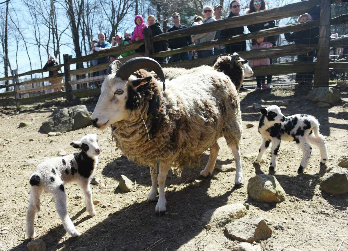 Newborn lambs and sheep graze as folks watch during the animal meet-and-greet at the Stamford Museum & Nature Center in Stamford, Conn. Sunday, April 10, 2016. The popular drop-in Sunday Explorers program returned to the nature center, featuring guided hikes, arts and crafts, exhibits and animal meet-and-greets.