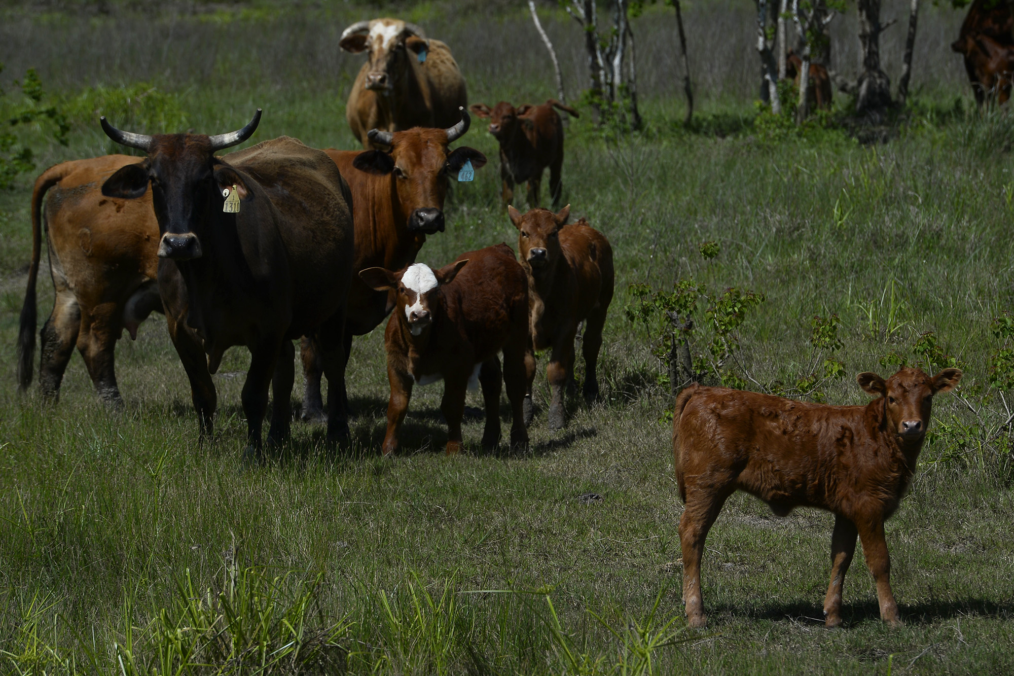 A step by step process through the artificial insemination of cows