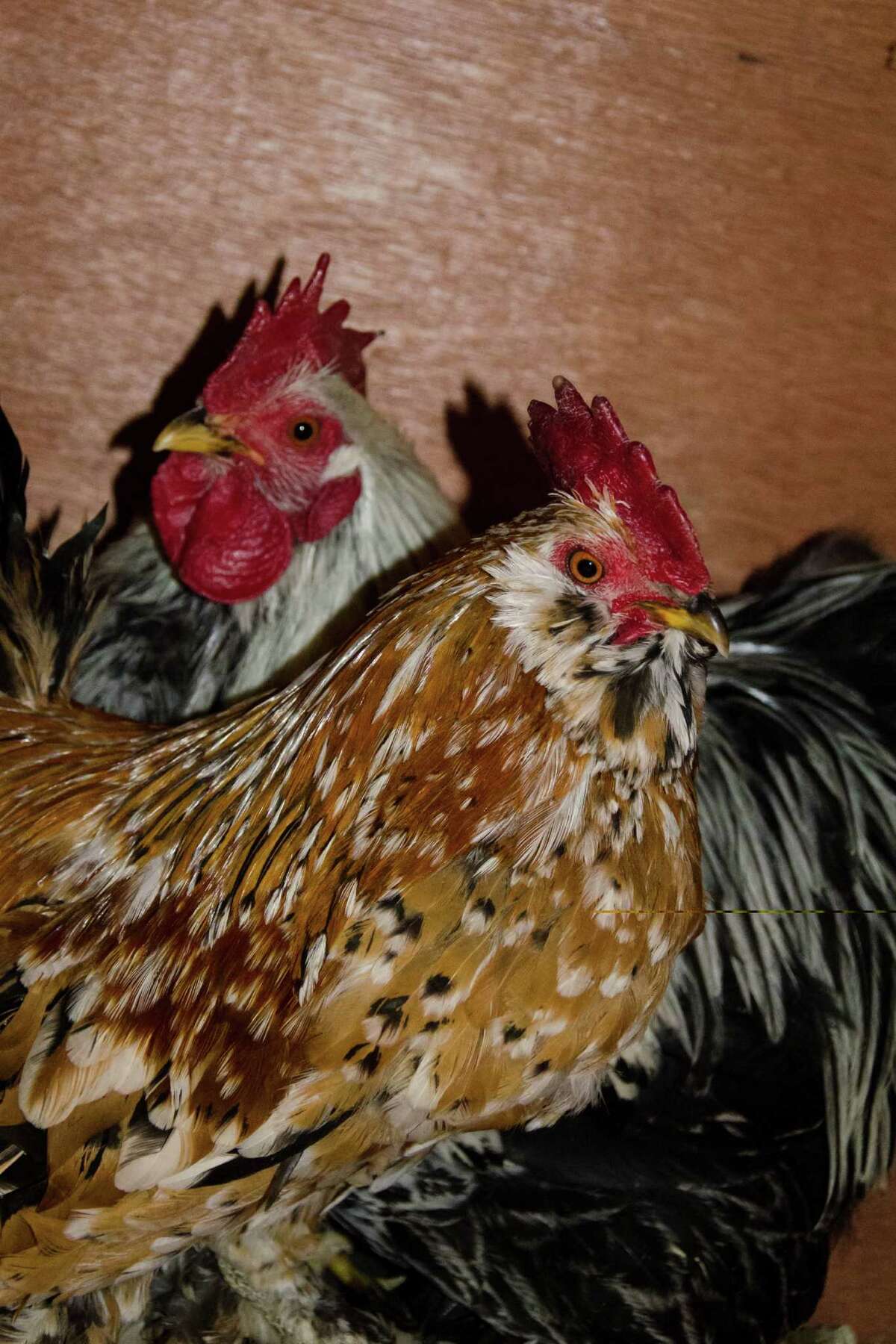 Shelter says Greenwich chickens have found new homes