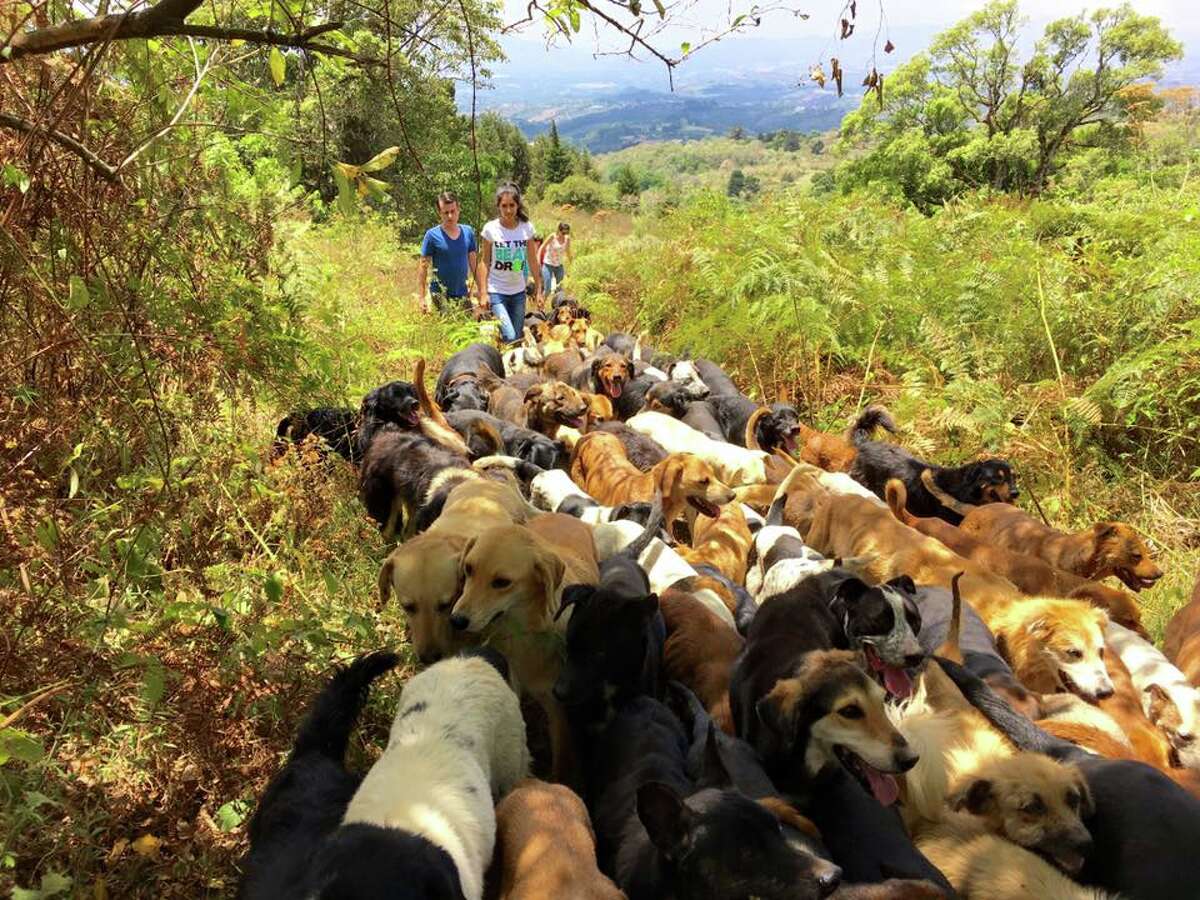 Costa Rica's Territorio De Zaguates Is Home To More Than 900 Dogs